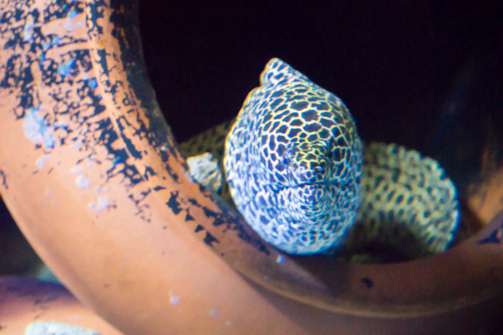 Moray in a pot