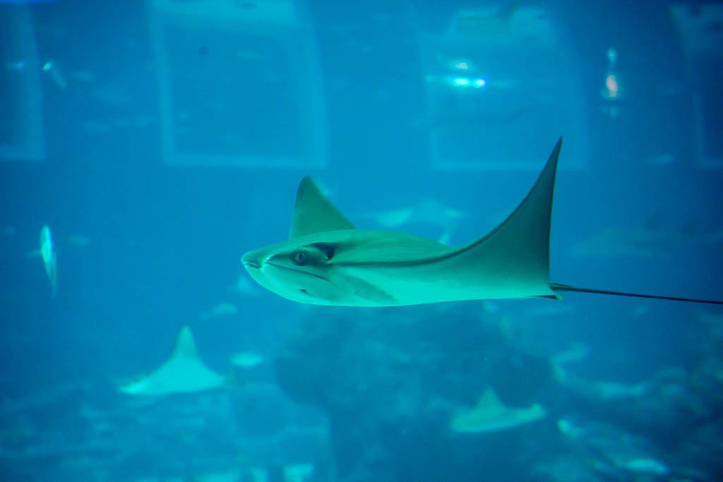 Manta ray