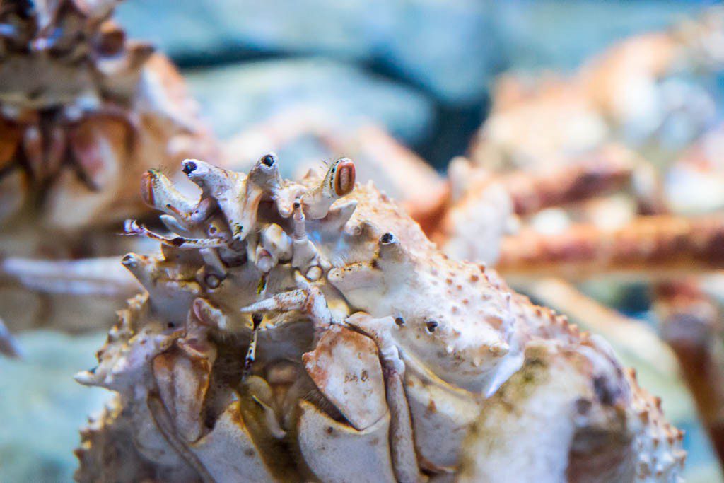 Close up of a crab face