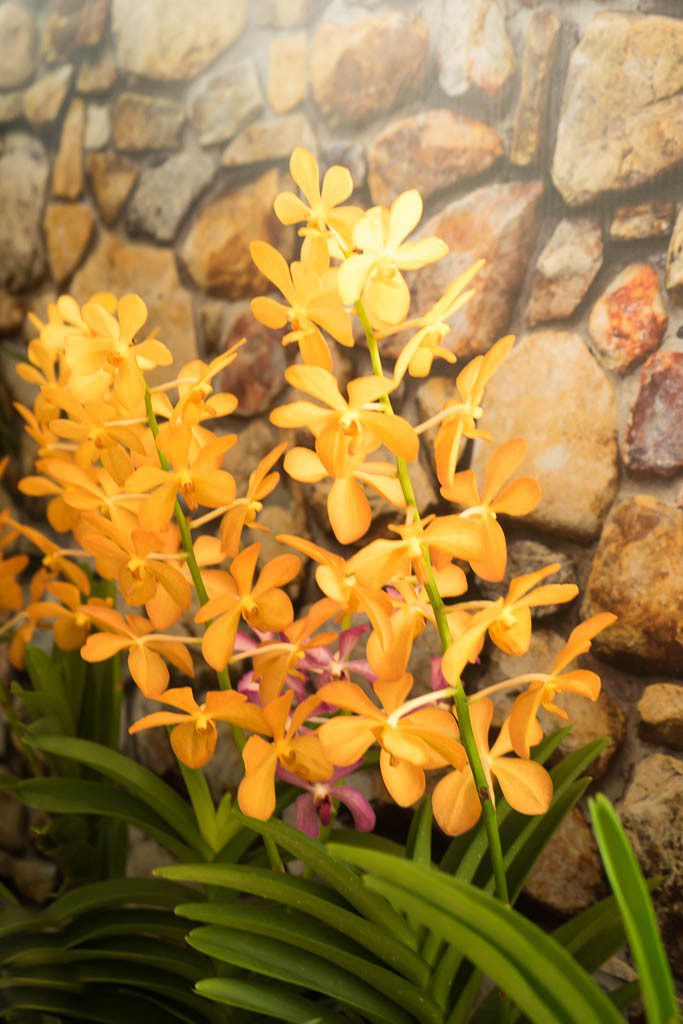 orchids-4977