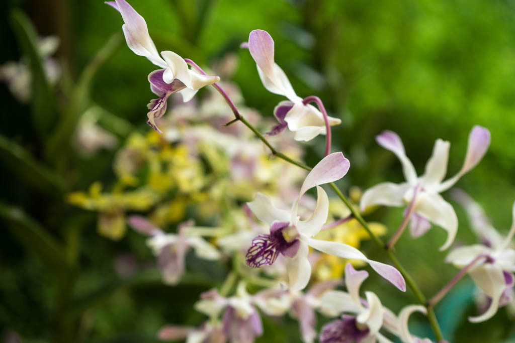 orchids-4978