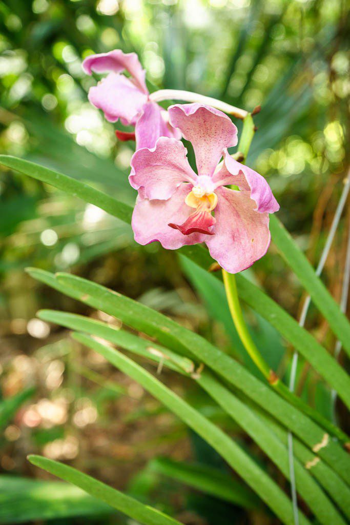 orchids-4984