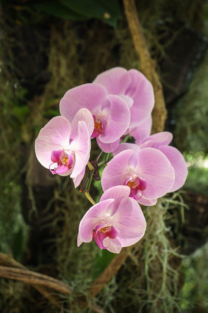 orchids-5001