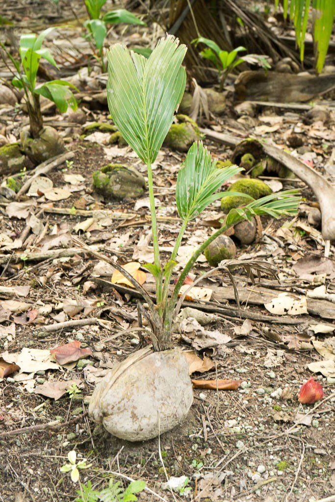 baby coconut tree