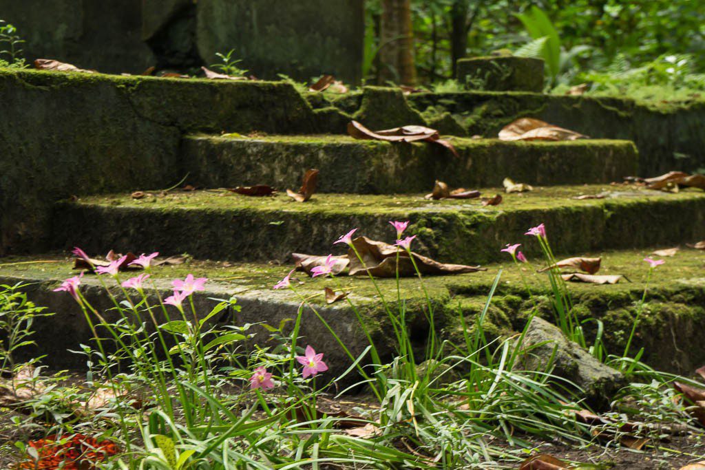 Wildflowers