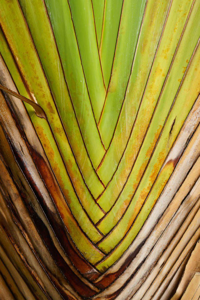 Palm frond. Lots of tropical trees here. 