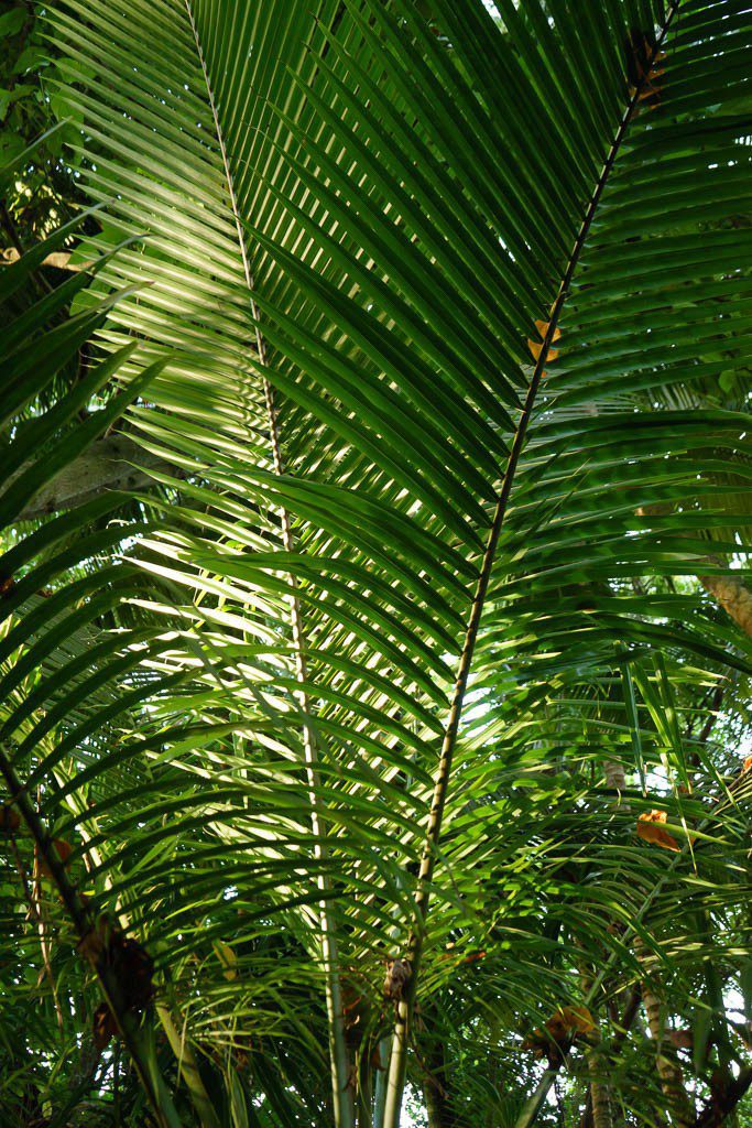 Palm fronds