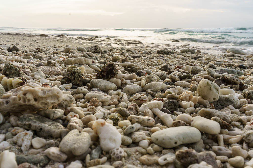 I bet half of these are hermit crabs...