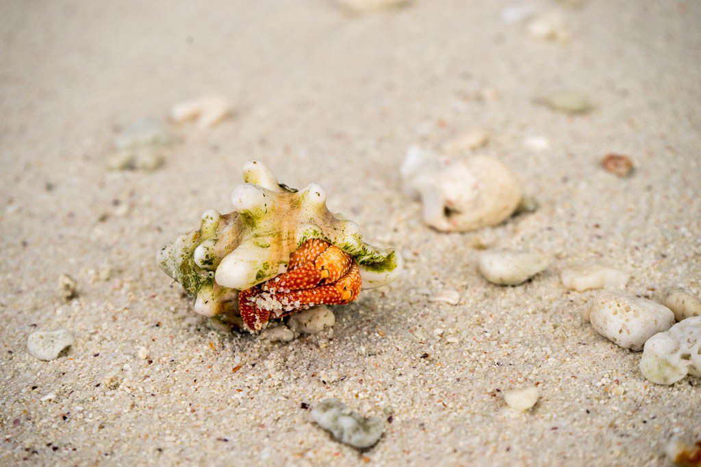 hermit crab