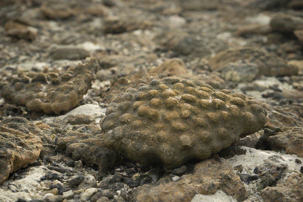 The rocks were all made of this. possibly fossilized coral?