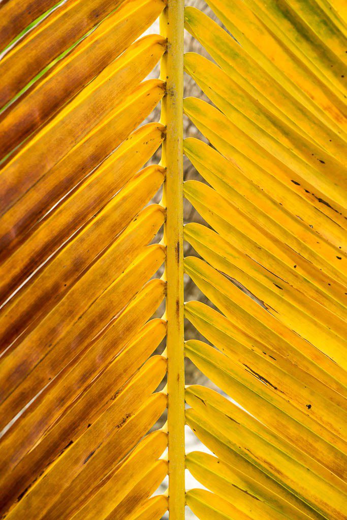 yellow palm frond