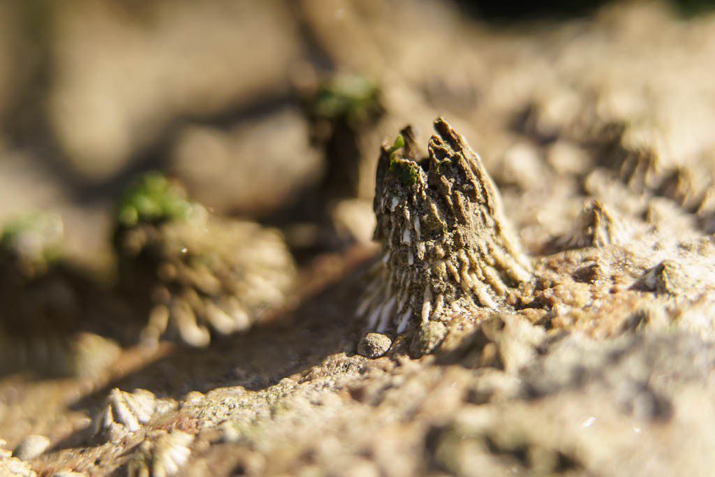 Another barnacle. Because why not?