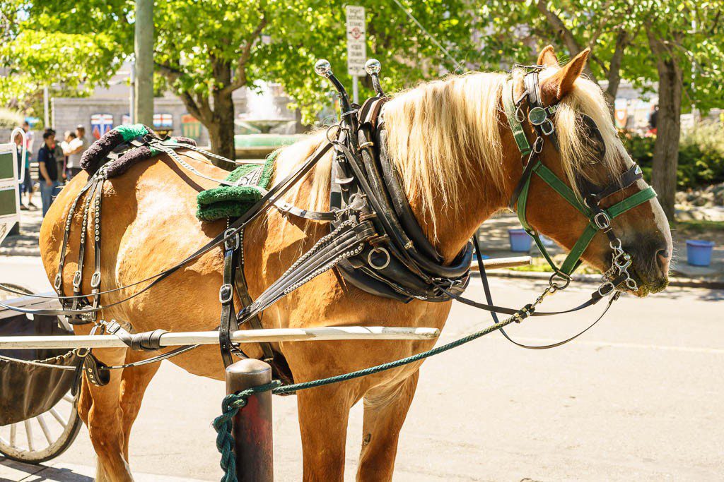 Horse for the carriage tours