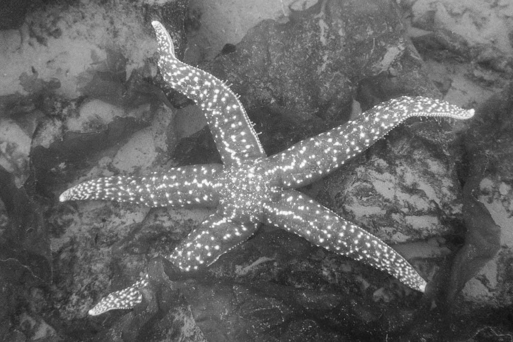 Starfish on a diet