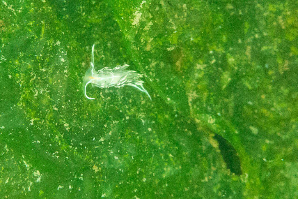 More little nudibranchs