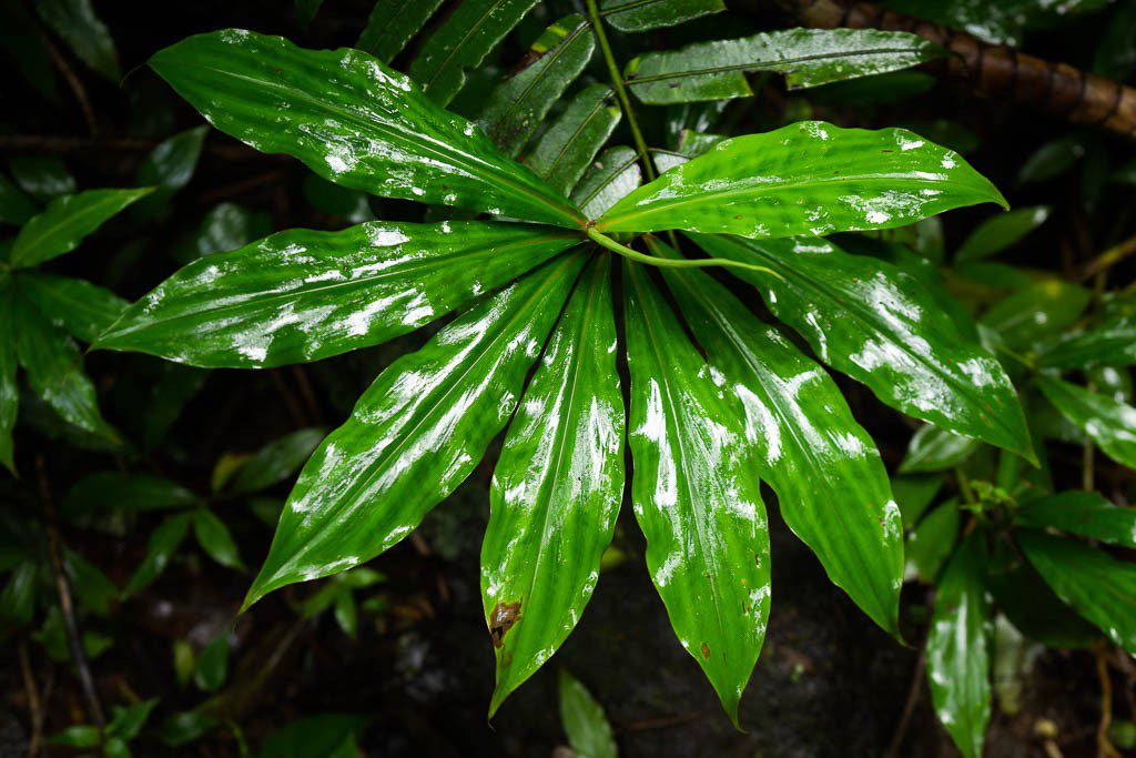 Wet leaves