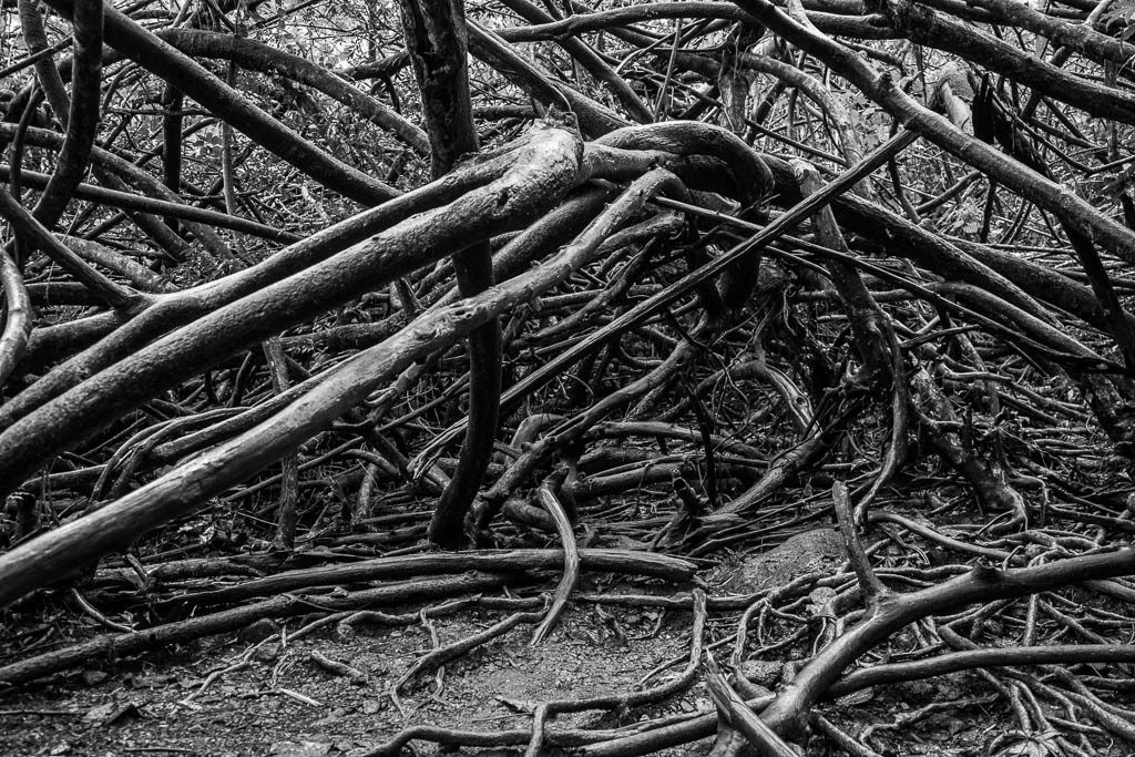 Foreboding looking scraggly trees