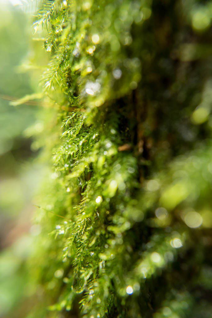 Mossy macro