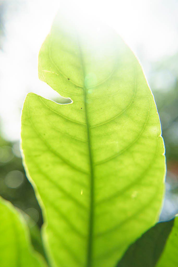 Backlit leaf