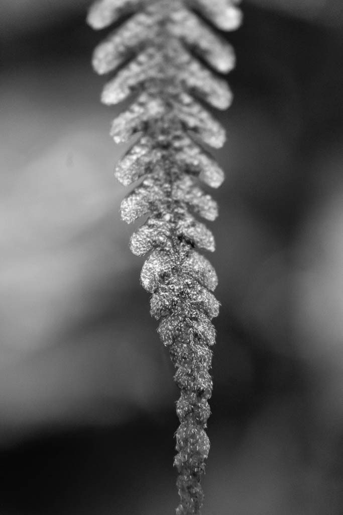 Fern detail.  I love ferns.