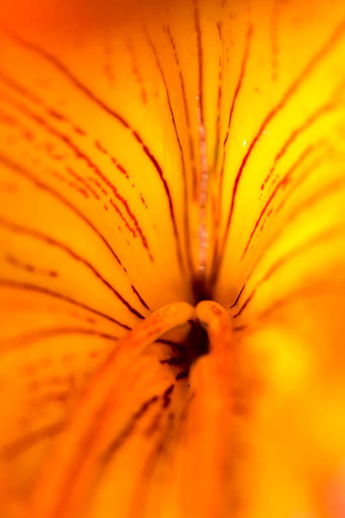 Macro of a flower sitting on a log.