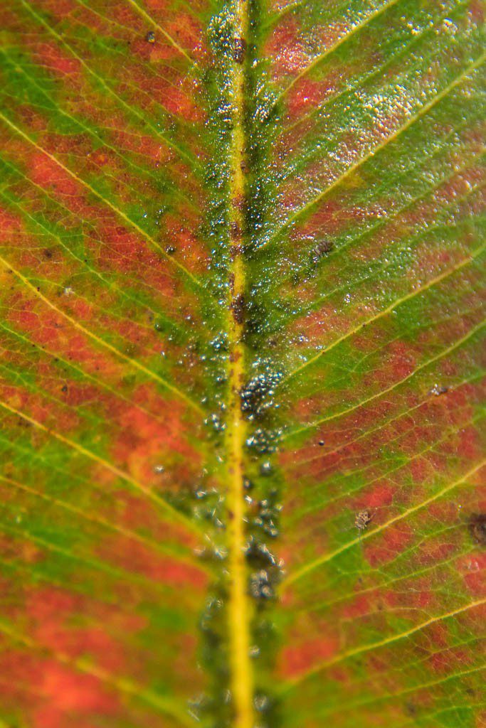 Red and green leaf