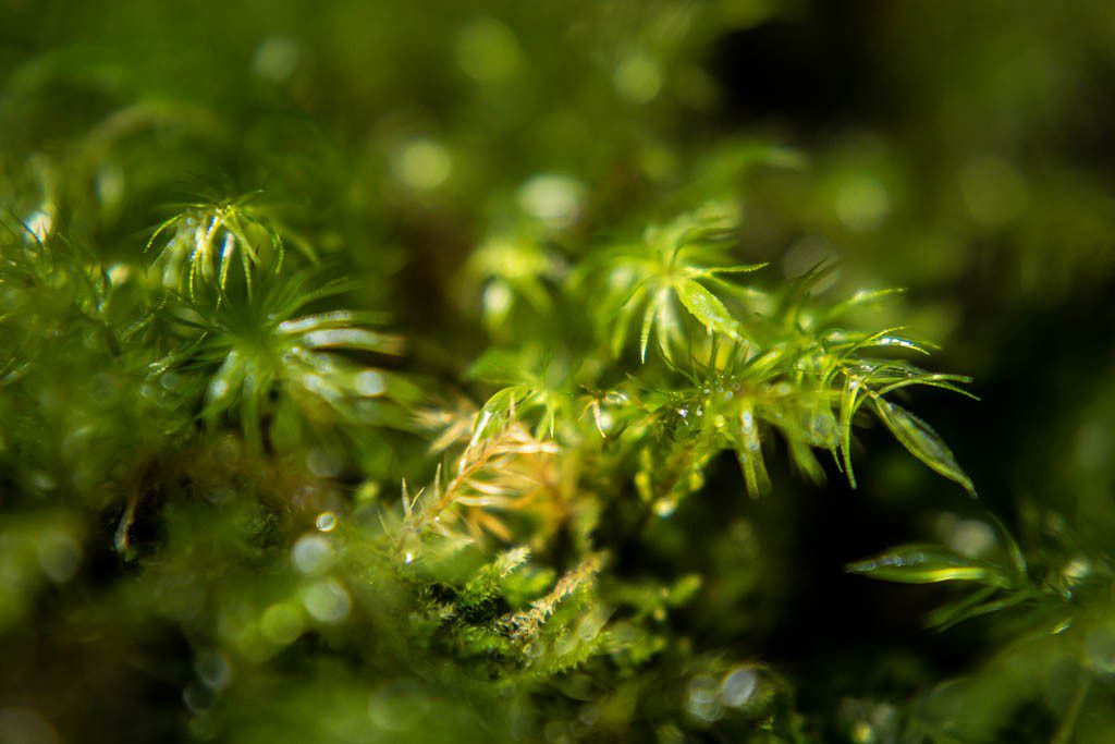 I love moss. 