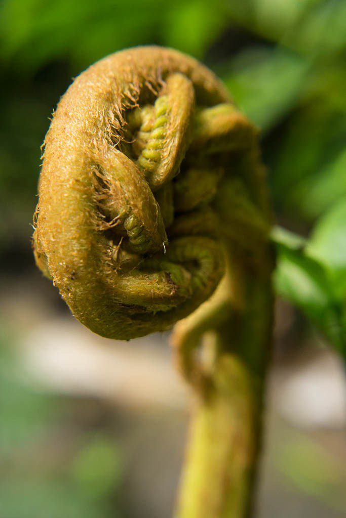 This curled up fern was super interesting