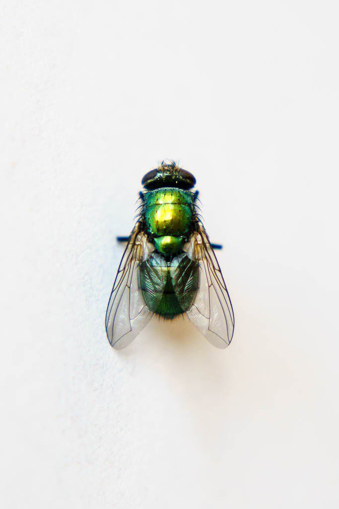 Fly on the wall. Actually it was a piece of printer paper on the kitchen table.