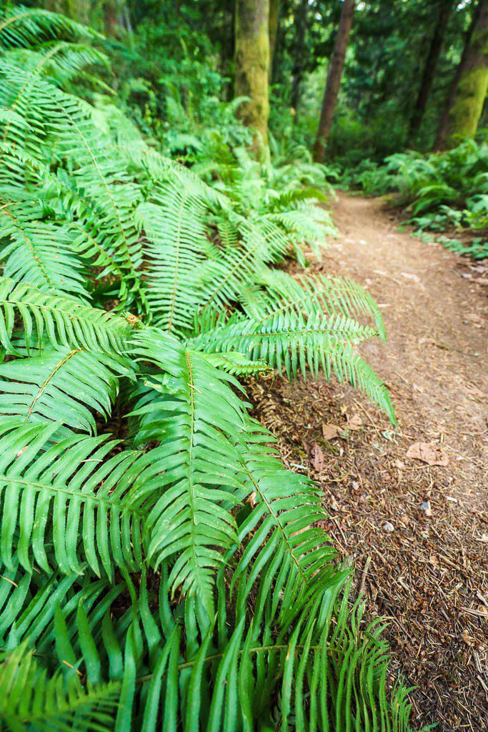 Ferns