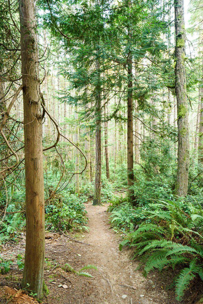 Path through the trees