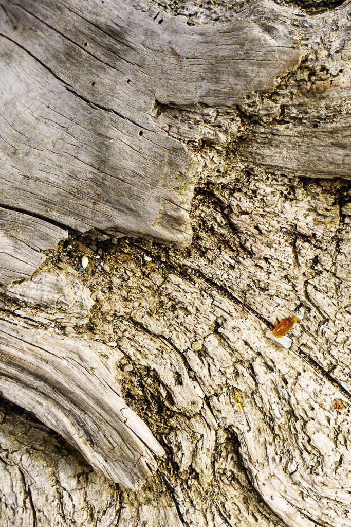 Texture in a log. (also some bits of sea glass)