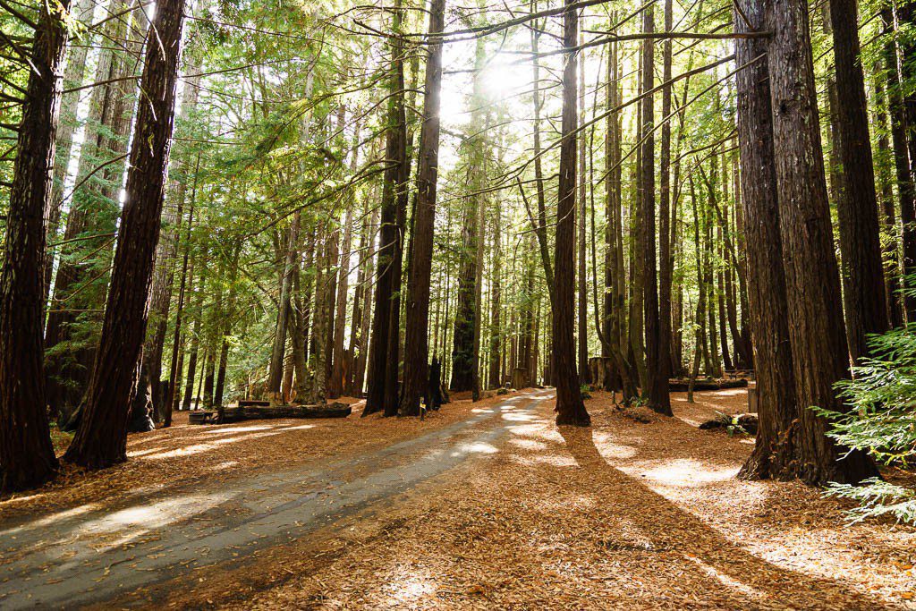 Road through the campground