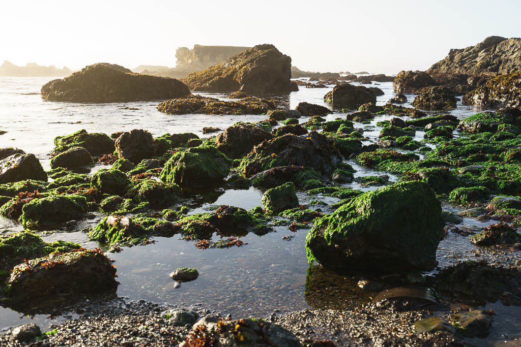 Moss on the rocks at low tide