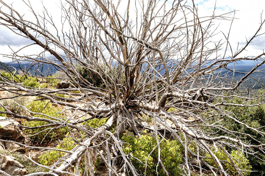 Roots from a fallen tree