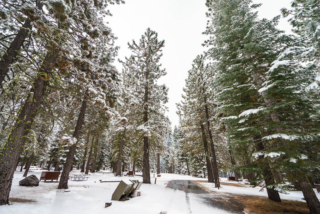 Dusted trees