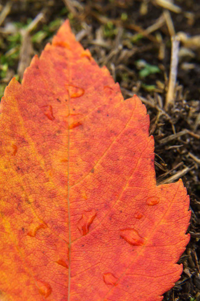 Almost all of a leaf