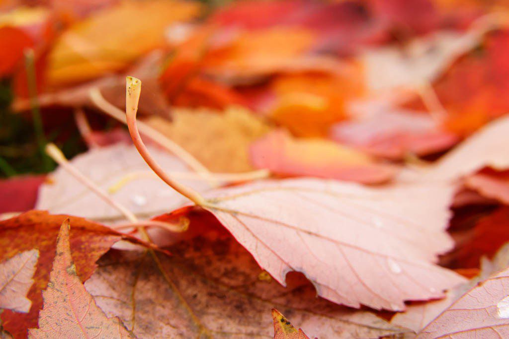 Leaves coating the yard