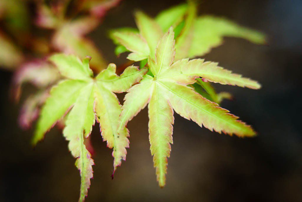 Green Japanese Maple against black