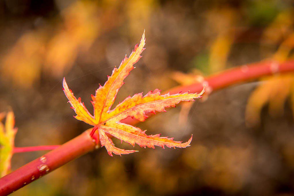 Red branch