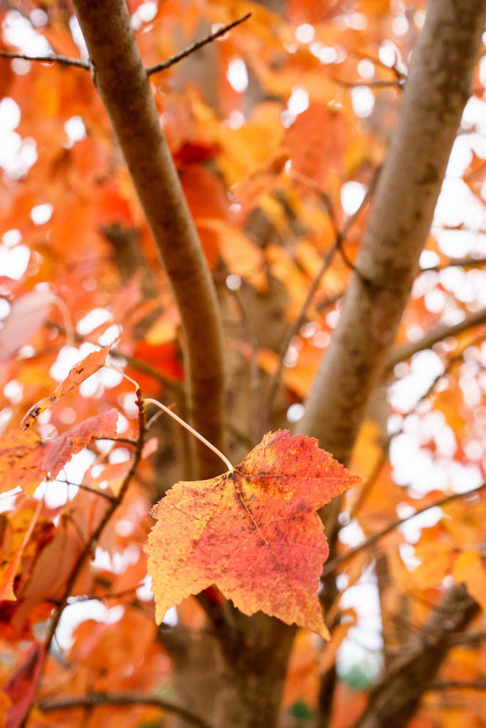 I liked the shape of the branches in this one