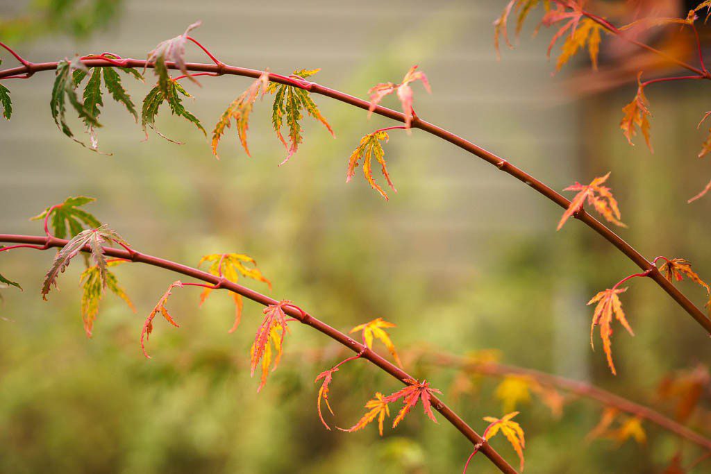 I liked the curves formed by the branches