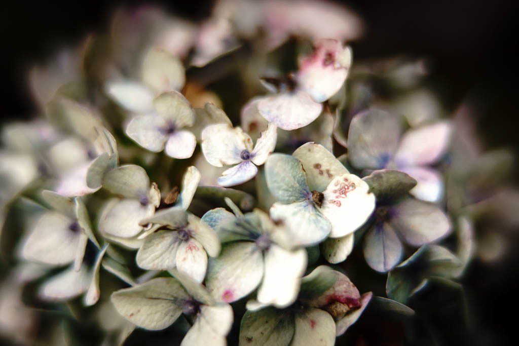 Hydrangea.  The color is almost gone. Last blooms of the season.