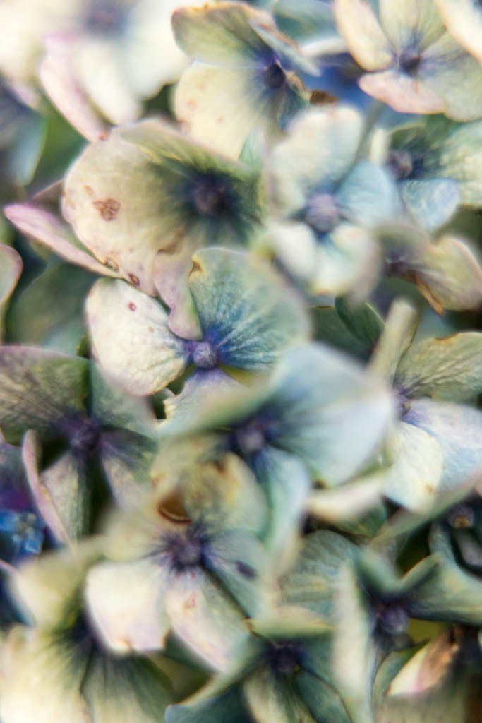 Delicate blue and purples in this macro shot.