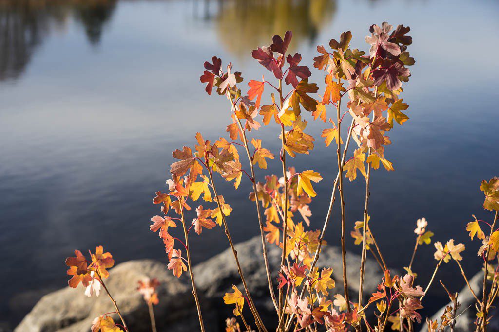 Fall colors