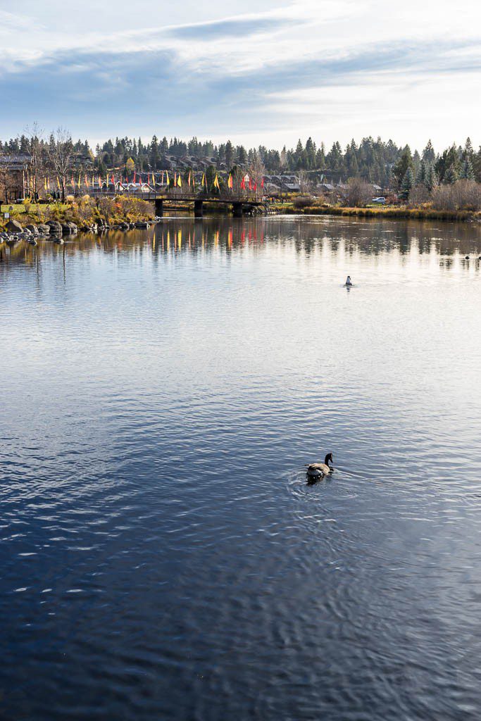 Ducks on the river