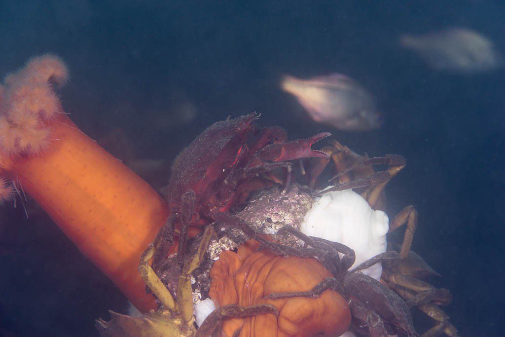 I think this is a northern kelp crab