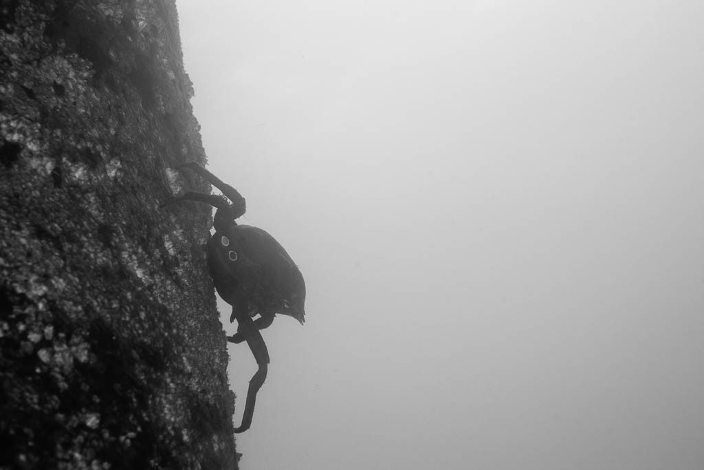 Crab on a piling