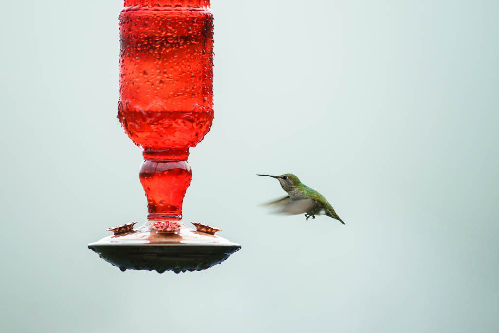 hummingbirds1216-9034