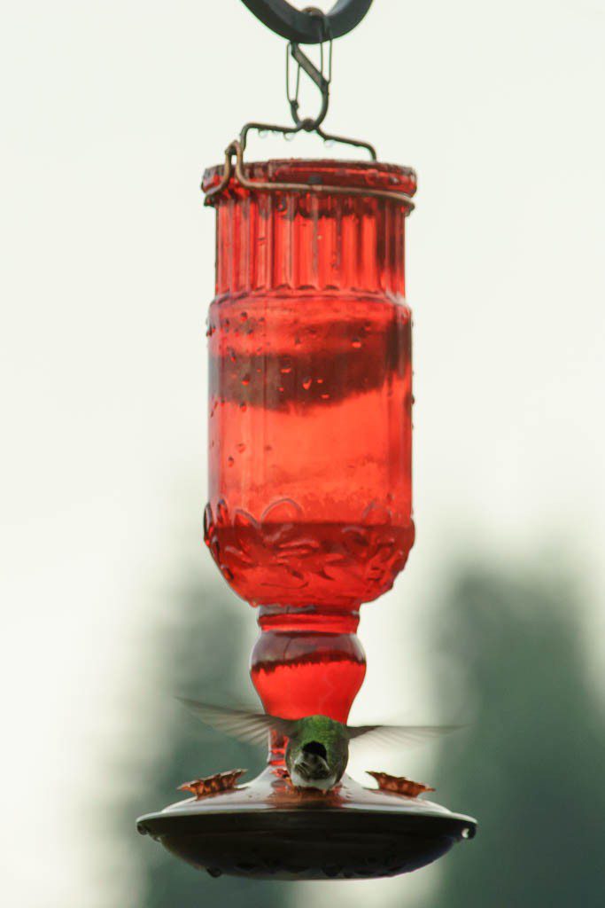 hummingbirds1216-9048